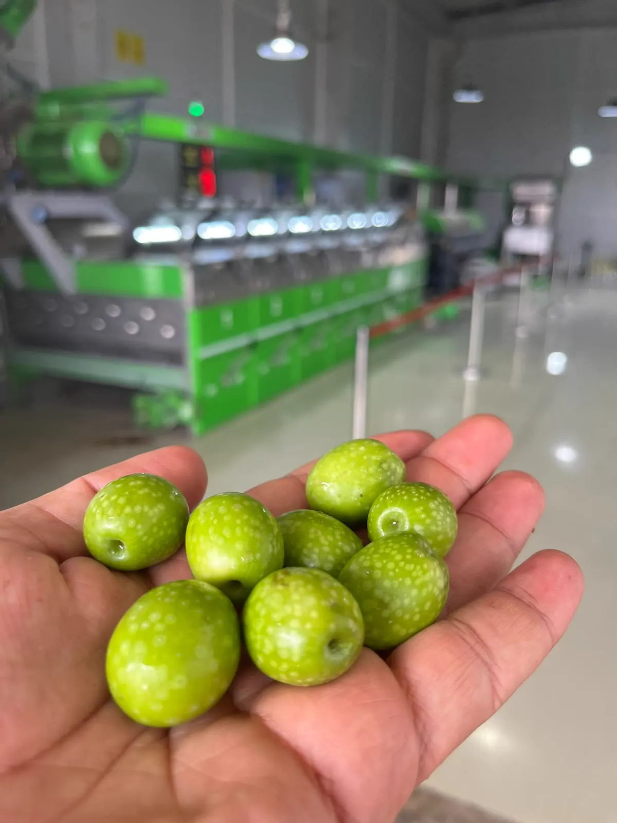 Tesise yeni gelen taze zeytinler