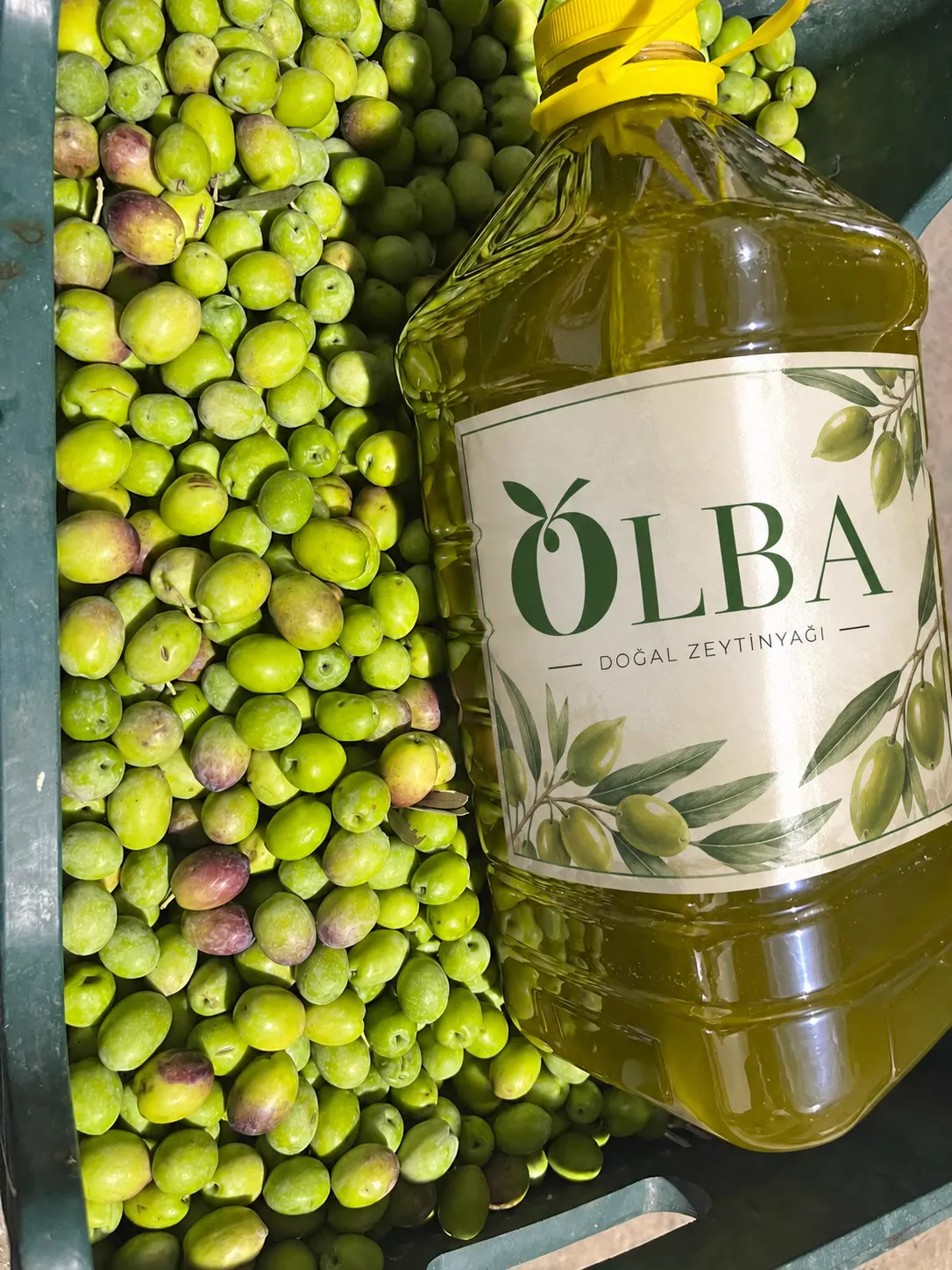 Taze zeytinler arasında Olba 5 litre